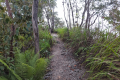 On the trail back down Gunung Kerunai (Dan Quinn, July 2024)