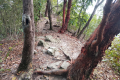 On the trail back down Gunung Kerunai (Dan Quinn, July 2024)