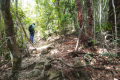 The trail up Gunung Alai (Dan Quinn, July 2024)