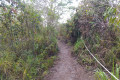 On the trail back down Gunung Kerunai (Dan Quinn, July 2024)