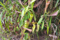 Many pitcher plants on the trail back down Gunung Kerunai (Dan Quinn, July 2024)