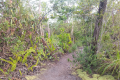 On the trail back down Gunung Kerunai (Dan Quinn, July 2024)
