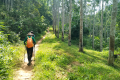 Rubber plantation on the way up Gunung Alai (Dan Quinn, July 2024)