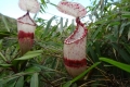 02 Pitcher plants on gunung Korbu