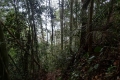 16 Gunung Korbu forest on it's lower parts