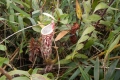 DSCN9842