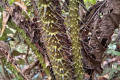Gunung Masamba - Rattan on the hunting trail (Chris Willmett, November 2025)