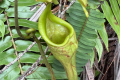Gunung Masamba - East face (Chris Willmett, November 2025)
