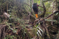 Gunung Masamba - east face (Chris Willmett, November 2025)