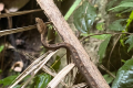 Gunung Masamba - Small viper on descent (Chris Willmett, November 2025)