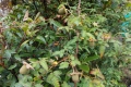 DSCN4634