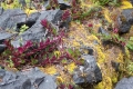 DSCN4646