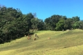 Buffalo and Bali cattle on Mundo Perdido cow pastures (Nicholas Hughes, July 2018)
