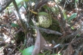 DSCN6870