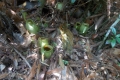 DSCN6879