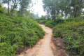 Near the start of the Bukit Kledang trail (Dan Quinn, July 2024)
