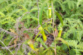 Pitchers near the start of the Bukit Kledang trail (Dan Quinn, July 2024)
