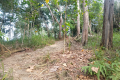 The Bukit Kledang trail (Dan Quinn, July 2024)