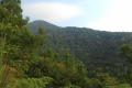 Looking to the summit from the road up Bukit Kledang (Dan Quinn, July 2024)