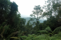 View from the road up Bukit Kledang (Dan Quinn, July 2024)