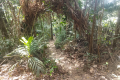 Descending via a forest trail on Bukit Kledang (Dan Quinn, July 2024)