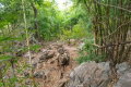 Gunung Pulai - descending (Dan Quinn, July 2024)