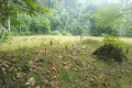 Gunung Pulai - ancient graves at the trailhead (Dan Quinn, July 2024)