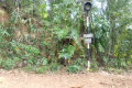 Gunung Baling - early section of trail (Dan Quinn, July 2024)