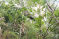 Gunung Baling - approaching Gua Kambing (Dan Quinn, July 2024)