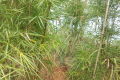 Gunung Baling - summit vegetation (Dan Quinn, July 2024)