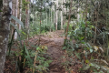 Gunung Rajah - forest trail (Dan Quinn, August 2024)