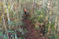 Gunung Rajah - forest trail (Dan Quinn, August 2024)