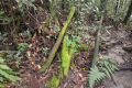 Gunung Rajah - one of several colonial-era pipies on the trail (Dan Quinn, August 2024)