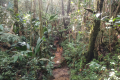 Gunung Rajah - forest trail (Dan Quinn, August 2024)