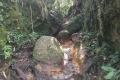 Gunung Rajah - boulders near False Peak (Dan Quinn, August 2024)