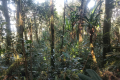 Gunung Rajah - forest environment (Dan Quinn, August 2024)