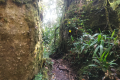 Gunung Rajah - boulders near False Peak (Dan Quinn, August 2024)