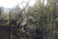 Gunung Rajah - ladder section on the summit ridge (Dan Quinn, August 2024)