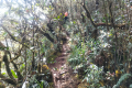 Gunung Rajah - on the summit ridge (Dan Quinn, August 2024)