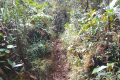 Gunung Rajah - on the summit ridge (Dan Quinn, August 2024)