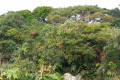 Gunung Rajah - at the summit (Dan Quinn, August 2024)