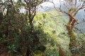 Gunung Rajah - on the summit ridge (Dan Quinn, August 2024)