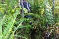Gunung-Sabatai-Bashing-through-heavy-undergrowth-Nick-Hughes-September-2019
