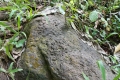 DSCN5436