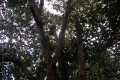 DSCN5452