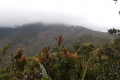Gunung Tahan a look to the final summit ridge