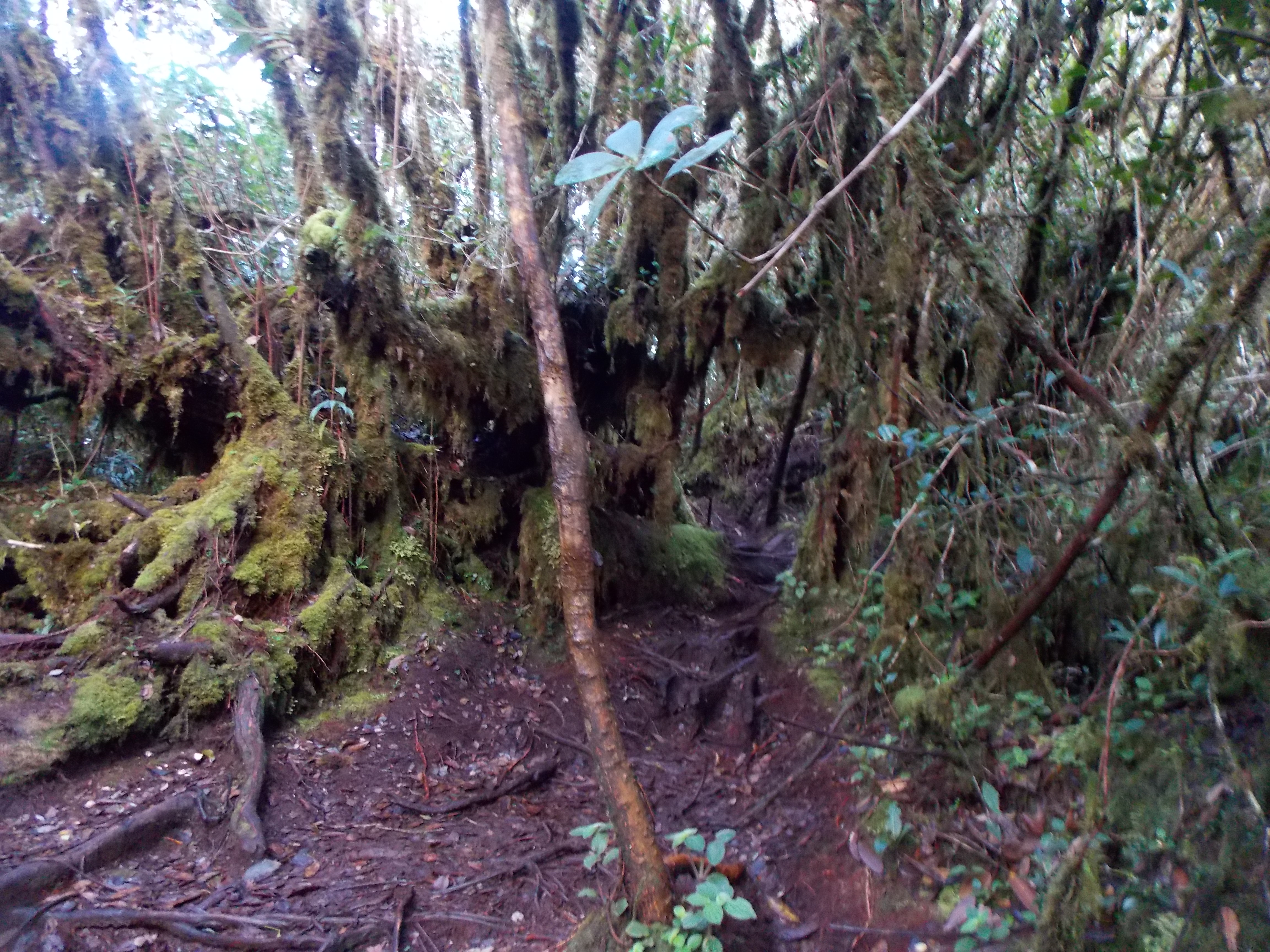 Gunung Yong Belar Gunung Bagging